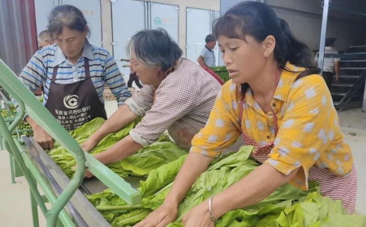 福泉：生物質顆粒智能化烘烤 助力烤煙產業提質增效