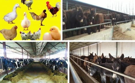 浙江魚飼料香蕉视频毛片采購注意事項