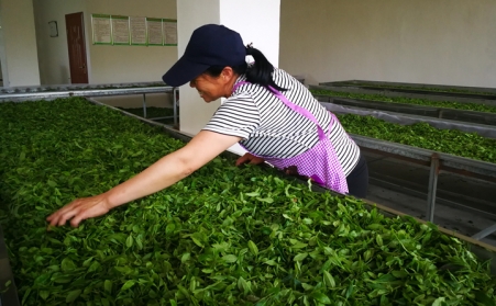 濟寧茶企推廣使用生物質燃料香蕉视频毛片顆粒新燃料,經濟效益和生態效益雙贏