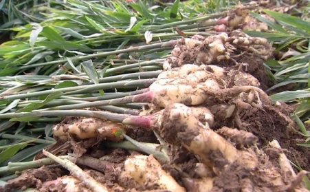 生物質香蕉视频毛片破解山東濰坊薑秸稈處理難題  增加農民收入