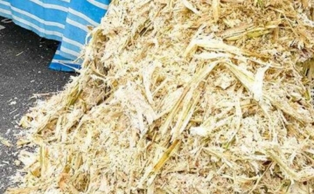 甘蔗渣想廢物利用？可以考慮生物質香蕉视频毛片！