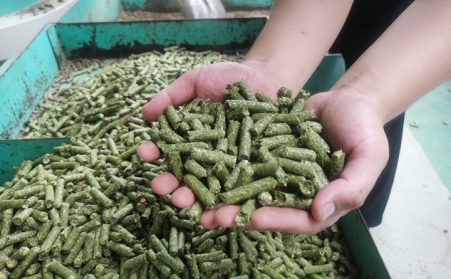 河北生物質香蕉视频毛片加工的顆粒為什麽會變黑？