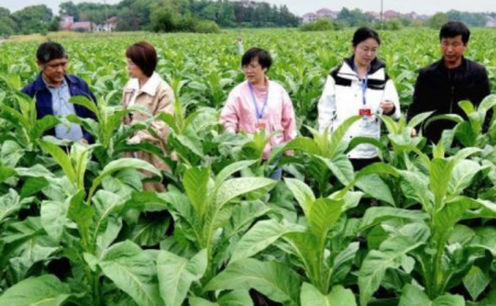 江西吉安：生物質烘烤 “點燃” 煙葉產業綠色轉型之路